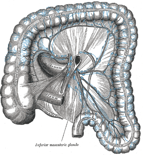 Inferior mesenteric lymph nodes